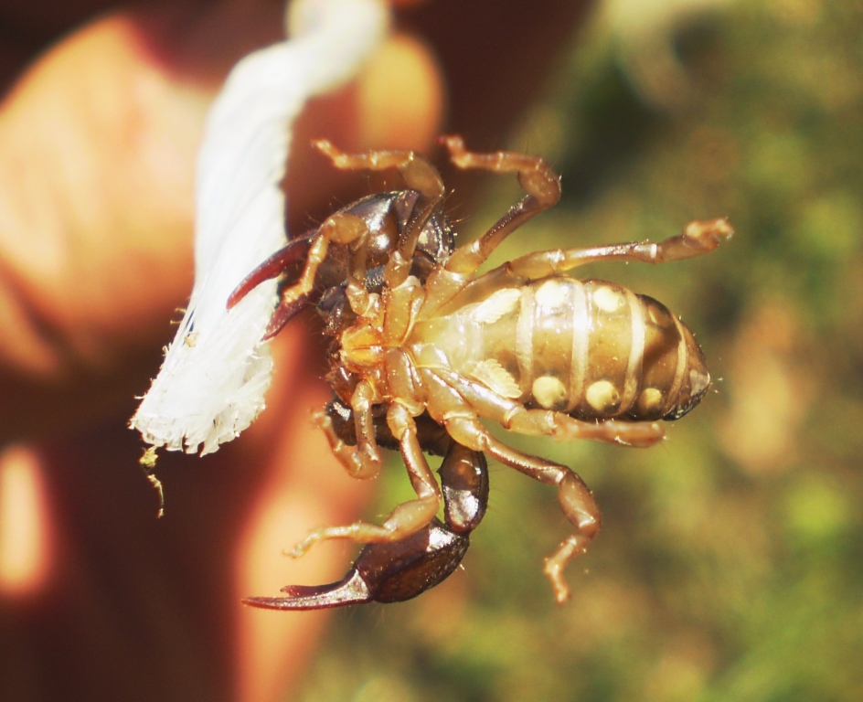 Euscorpius concinnus da Levanto